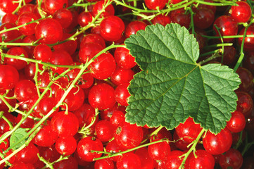 fresh redcurrant berry fruits close up