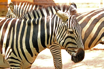 Striped zebra (Equus quagga)