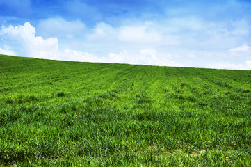 Green grass landscape