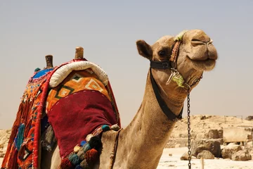 Deurstickers Camel smile © gunarex