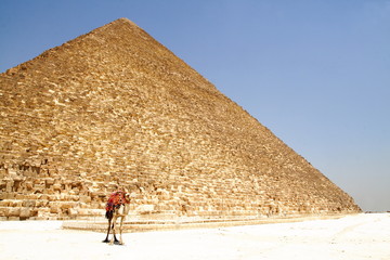 Pyramid and camel