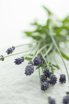 ラベンダーの花