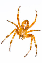 Orange spyder
