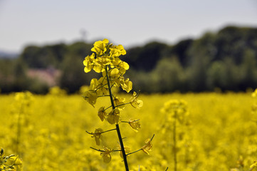 Obraz premium Rape seed flowers