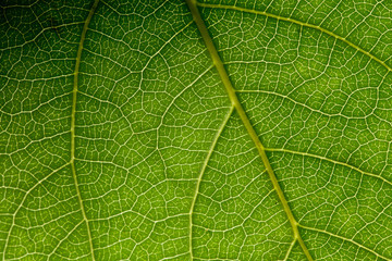 Green leaf macro