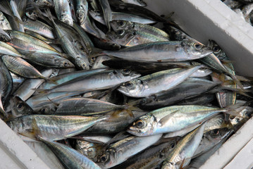 Les sardines