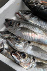 Des sardines
