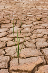 grass growing in dried ground