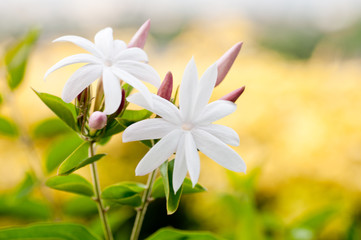 White Jasmine flowers close up