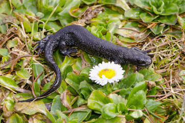 Great Crested Newt on spring grass - 43595375