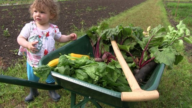 r&eacute;colter les l&eacute;gumes avec b&eacute;b&eacute;