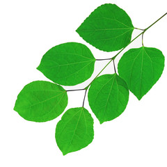 Naklejka na ściany i meble green leaf on white background