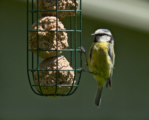 Blue Tit feeding, juvenile, Cyanistes caeruleus