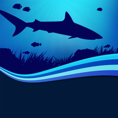 shark