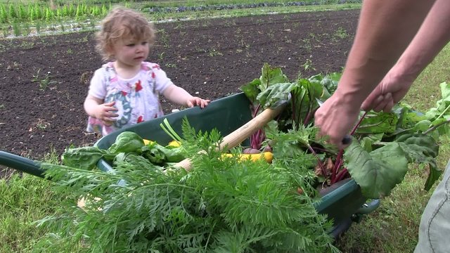 en famille au potager