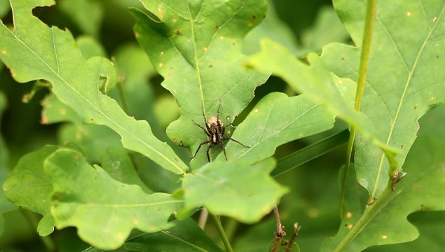 Wolfsspinne (Pardosa lugubris)