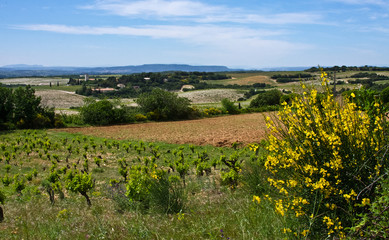 Obraz premium France's Châteauneuf-du-Pape