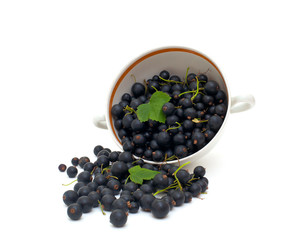 bowl with black currant