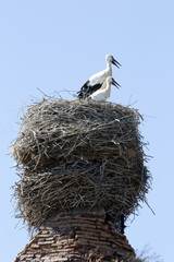 Storks in stork nest