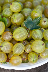 gooseberry