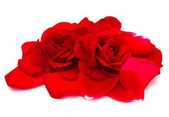 Fototapeta premium two beautiful red roses