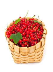 basket with red currsnt