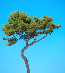 Foto op Canvas Maritime Pine curved tree on blue sky background. Provence, Fran © stevanzz