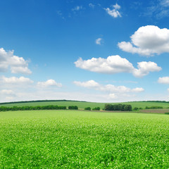 Beautiful flowering fields