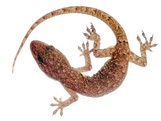 Naklejka premium Chinese Oriental leaftoed gecko