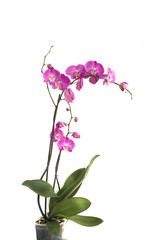 орхидея на белом фоне