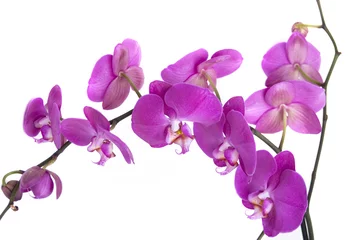 Crédence en verre imprimé Orchidée orchidée sur fond blanc