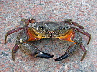 Yellow crab (Eriphia verrucosa) at high risk of extinction