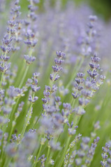 Lavender flower