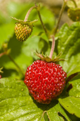 Strawberry fruits