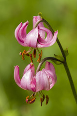 Wild lilium flowers