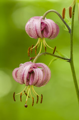 Wild lilium flowers