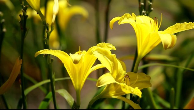Beautiful flowers of yellow lilies