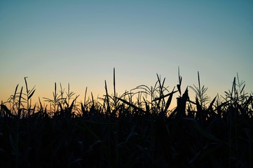 Black corn silhouette in the summer sunset © Lovunka
