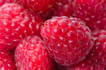 Lamponi - Rubus idæus