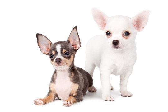 Bonitos Chihuahuas
