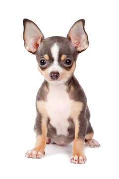 Joven Chihuahua