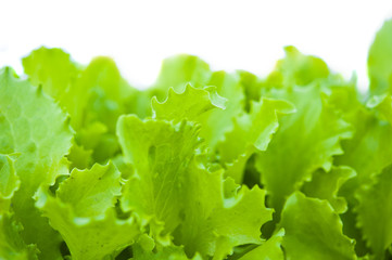 green lettuce isolated