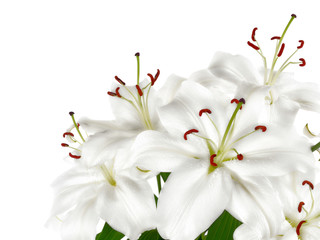 Fototapeta na wymiar Białe lilie z miejsca na tekst
