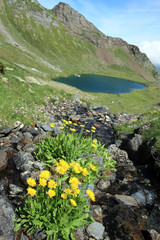 Lac d'Anglas et marguerites jaunes  Vallée d'Ossau