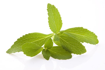 Stevia Rebaudiana leafs isolated on white background
