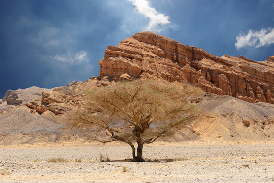 Desert trees and mountains