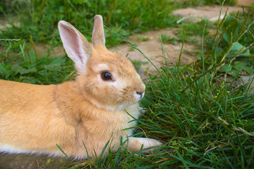 Rabbit on grass