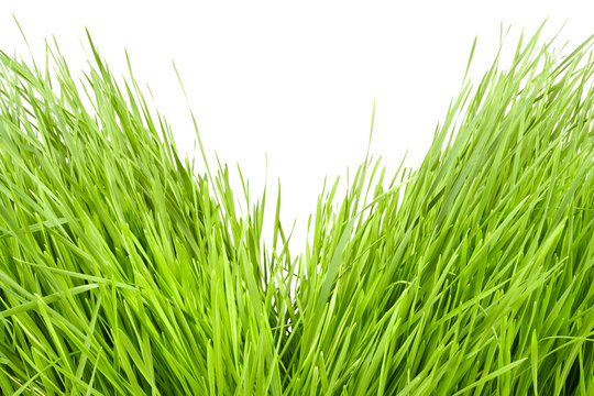 divided grass