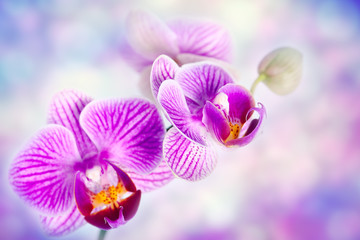 Fototapeta na wymiar Purple orchid flowers . Floral background with copy-space .