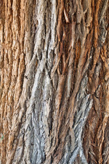 Obraz premium tree texture